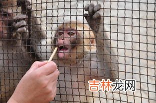 猴子喜欢吃什么食物,猴子喜欢吃什么