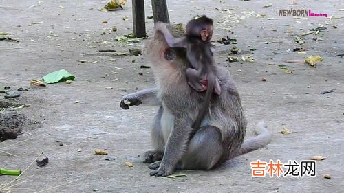 猴子喜欢吃什么食物,猴子喜欢吃什么