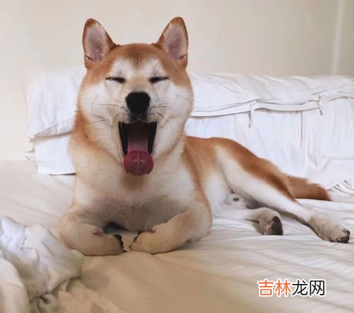 黑柴犬好吗,柴犬后背颜色很深是好还是不好