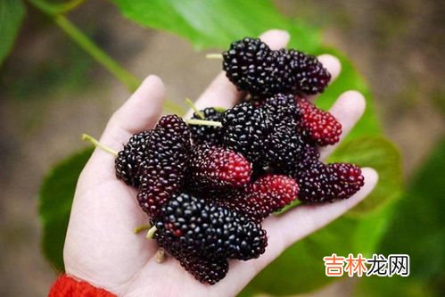 桑葚的颜色弄到手上怎么洗,桑葚染到手上怎么洗才能干净