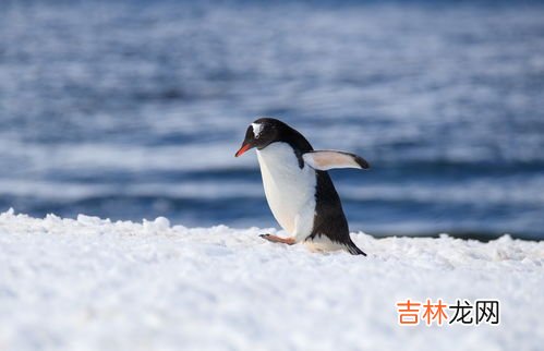 企鹅怕冷吗,企鹅有“海洋之舟”美称,这种动物为何只能生存在十分寒冷的地方?
