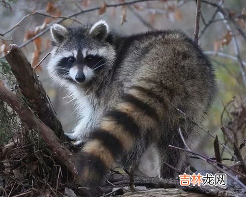 黄鼬和黄鼠狼一样吗,鼬和黄鼠狼和貂有什么区别不