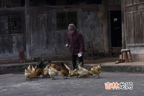 鸡的寿命会有几年呢,鸡的寿命一般多长