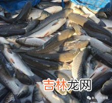 火方沅沅银鱼的做法,营养美味的银鱼,都有哪几种解馋的简单做法呢?
