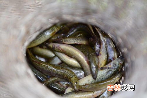 荷花泥鳅养殖方法,泥鳅怎么养泥鳅的正确养殖方法