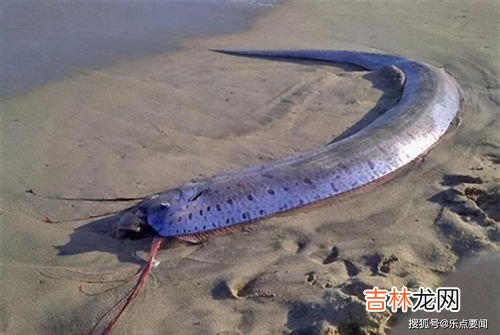 皇带鱼能吃吗,皇带鱼可以吃吗