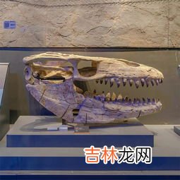 皇带鱼能吃吗,皇带鱼可以吃吗