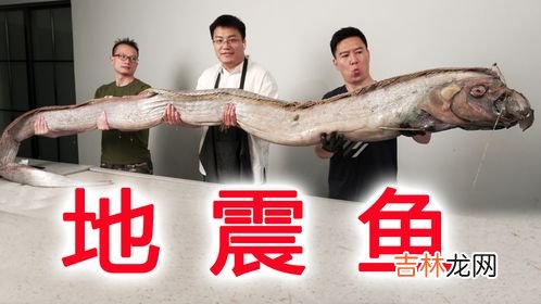 皇带鱼能吃吗,皇带鱼可以吃吗