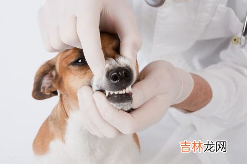 为什么会换牙,为什么小时候人要换一次牙?这种定律以后会改变吗?