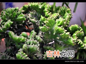婆婆丁花骨朵能吃吗,蒲公英可以吃吗?怎么吃?