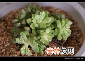 婆婆丁花骨朵能吃吗,蒲公英可以吃吗?怎么吃?