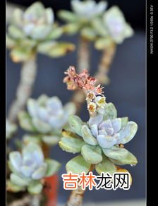 婆婆丁花骨朵能吃吗,蒲公英可以吃吗?怎么吃?