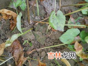 酒曲是真菌还是细菌,请问酒曲是什么～百度百科上的看不明白～是一种细菌吗