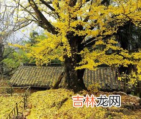 12个月怎么分春夏秋冬,12个月如何分季度