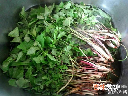 野芹菜可以冷冻保存吗,野芹菜怎么长期保存 野芹菜的保存方法