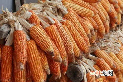 东方九号蛹虫草价格,蛹虫草含片的价格是多少?