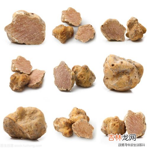 东方九号蛹虫草价格,蛹虫草含片的价格是多少?