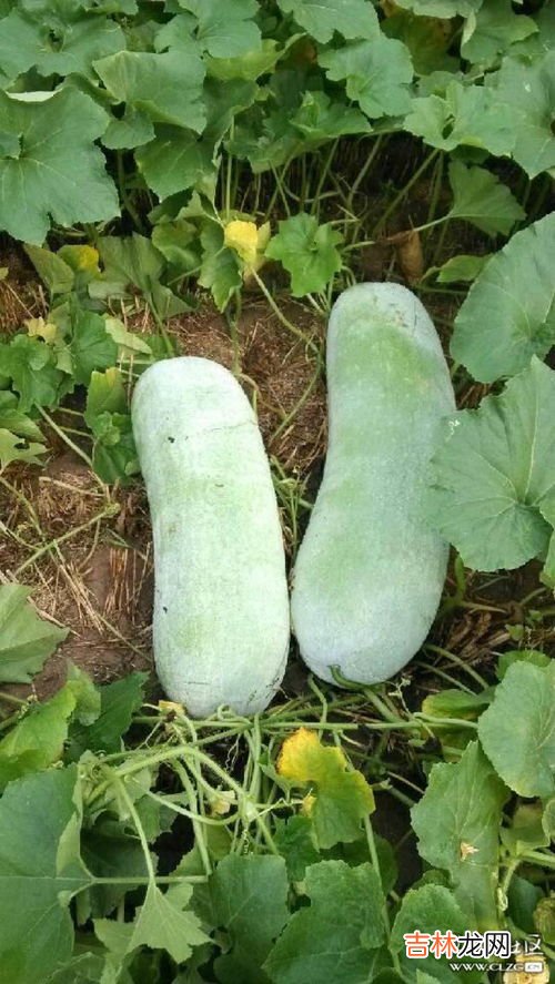 东瓜与冬瓜一样吗,冬瓜为什么不叫东瓜