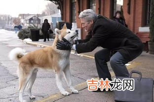 忠犬八公是什么狗,忠犬八公是什么狗