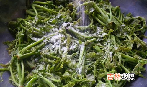腌香椿对身体的害处,香椿对人体有害吗？