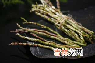 铁皮枫斗功效与作用,铁皮石斛有哪些功效?