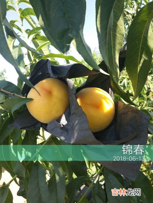 黄桃有哪些品种,黄桃的品种有哪些