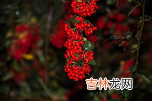 红豆杉果实可以吃吗,红豆杉红豆果可以吃吗