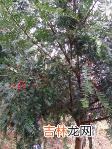 红豆杉果实可以吃吗,红豆杉红豆果可以吃吗
