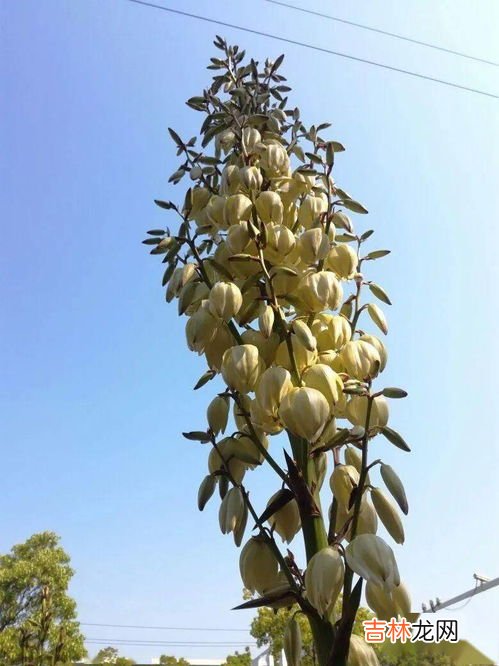 红豆杉果实可以吃吗,红豆杉红豆果可以吃吗