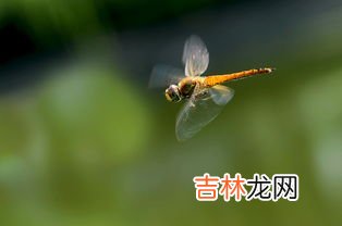 蜻蜓飞行原理,竹蜻蜓是靠什么原理飞行的？