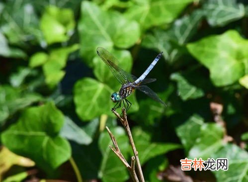 蜻蜓飞行原理,竹蜻蜓是靠什么原理飞行的？