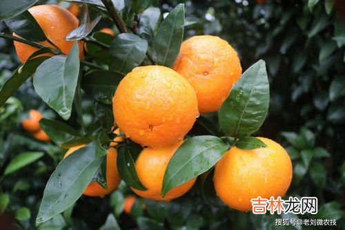 沃柑内皮发绿能吃吗,沃柑皮泡水的功效与作用 沃柑皮里面发绿还能吃吗