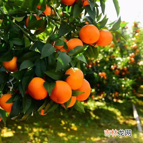 沃柑内皮发绿能吃吗,沃柑皮泡水的功效与作用 沃柑皮里面发绿还能吃吗