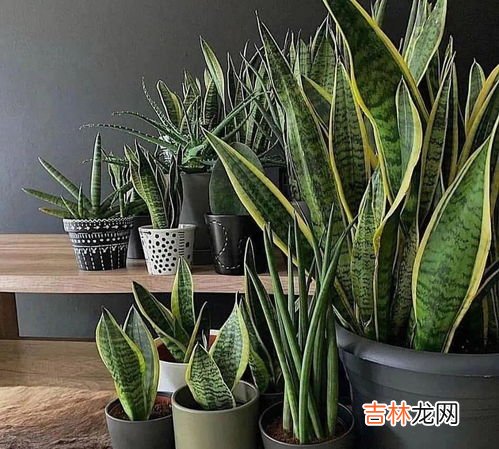 虎皮令箭怎么养才长得好,令箭虎皮怎么养？