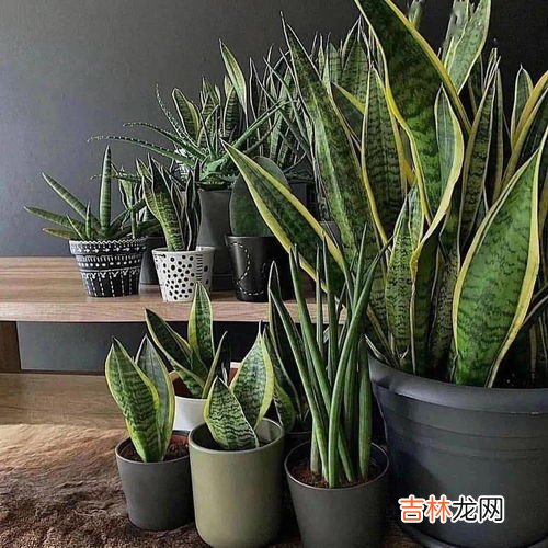 虎皮令箭怎么养才长得好,令箭虎皮怎么养？