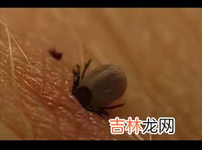 花露水能防蜱虫吗,花露水能预防蜱虫吗？