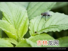 蜻蜓是害虫吗,蜻蜓和蜜蜂是是害虫