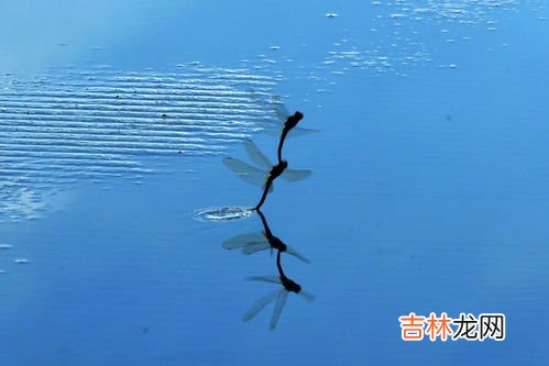蜻蜓是害虫吗,蜻蜓和蜜蜂是是害虫