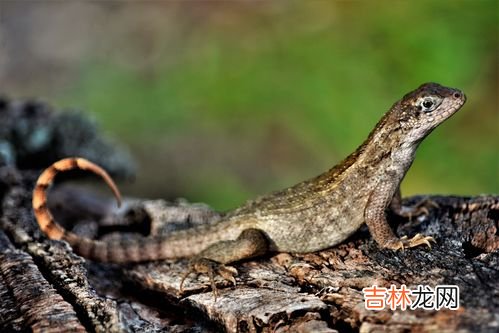 蜥蜴的尾巴断了可以再长吗,蜥蜴的尾巴断了还能长吗？