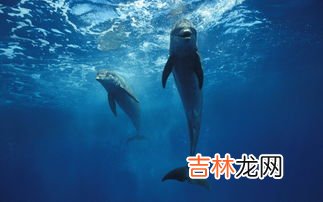 海豚用什么呼吸,海豚怎么呼吸