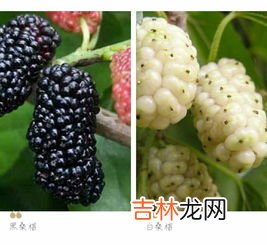 桑葚吃多了会长胖吗,桑葚吃多了有什么坏处