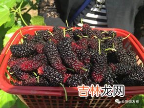 桑葚吃多了会长胖吗,桑葚吃多了有什么坏处