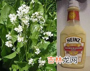 辣根和芥末是同一种东西吗,芥末和辣根有什么不同 芥末和辣根哪个味道浓