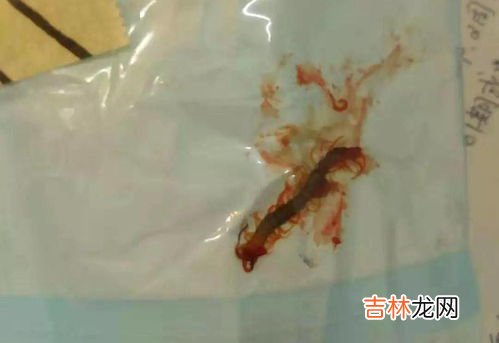 房间里有蜈蚣是什么原因,房间里面有蜈蚣是什么原因