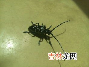 飞蚁吃什么东西,飞马蚁吃什么？