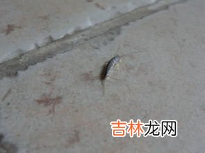 卫生球是什么,衣柜中放樟脑丸味道很重，有什么东西可以替代？