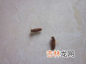 卧室有蟑螂可以睡觉吗,蟑螂在床上爬过还能睡吗?