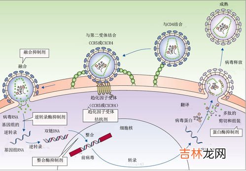 蛋白质变性是由于什么,蛋白质变性是由于？