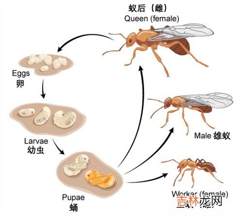 工蚁会变成蚁后吗,抓来的几只蚂蚁养时间长后会主动建巢并产生蚁后吗？