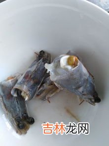 虾头有白色像虫子一样的是什么,虾头里挑出的白色东西是什么？